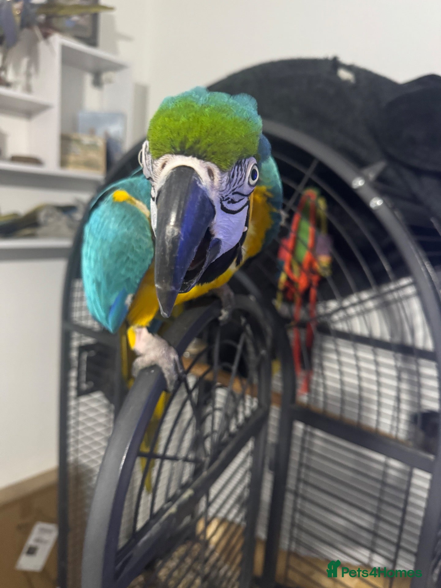Macaws birds Blue and gold macaw 5 years old  - Advert 2