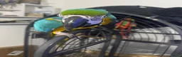 Macaws birds for sale: Blue and gold macaw 5 years old  - Advert 1