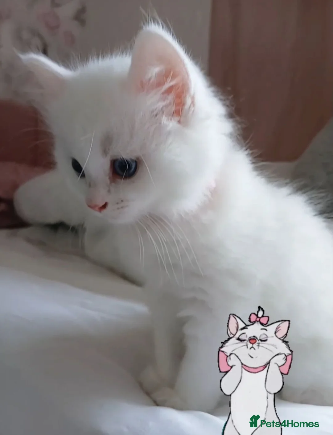 Turkish Angora cats for sale: Kitten female Angoradoll - Advert 2