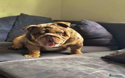 English Bulldog dogs for stud: Kenji chocolate merle STUD - Image 4