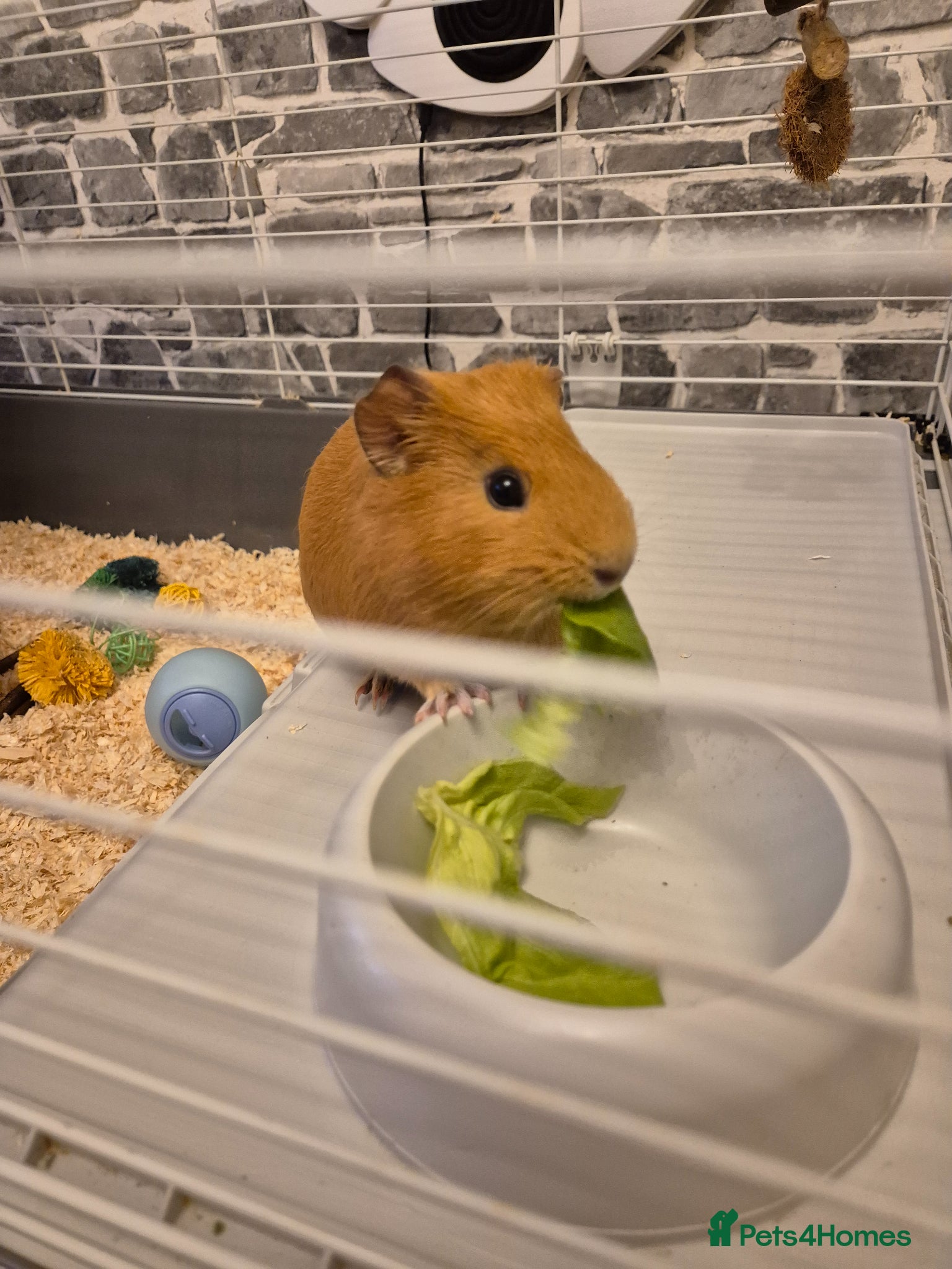 Guinea Pig rodents Female guinea pig  - Advert 2