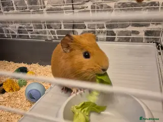 Guinea Pig rodents Female guinea pig - Advert 2