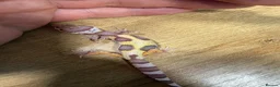 Leopard Gecko reptiles for sale: Baby leopard geckos in Knaresborough - Advert 4