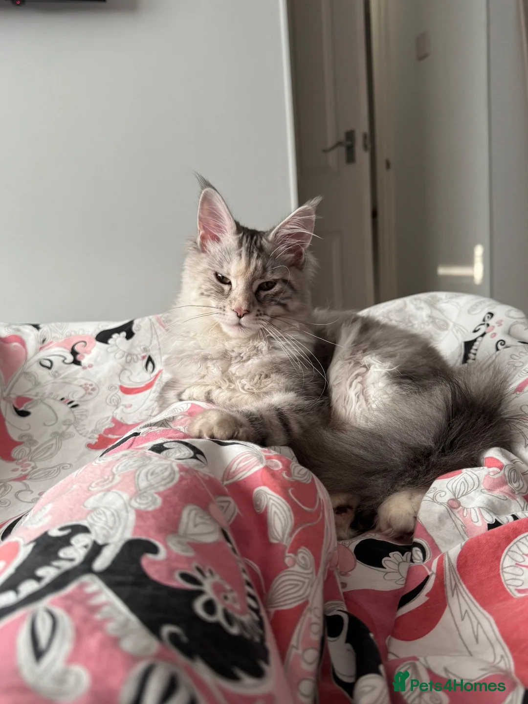 Maine Coon cats for sale: Beautiful 9 month Mainecoon Female  - Advert 2