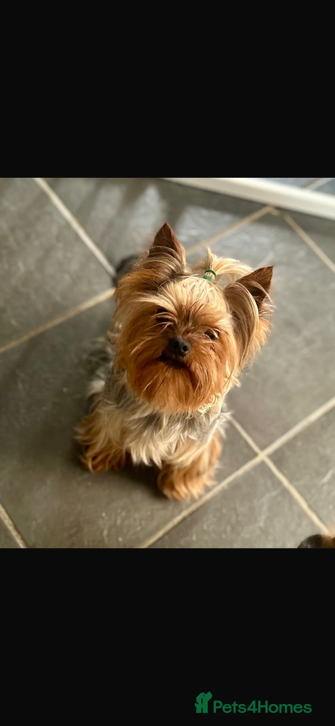 Chorkie dogs for sale: 5 tiny chorkies 9 weeks old vaccinated  - Advert 2