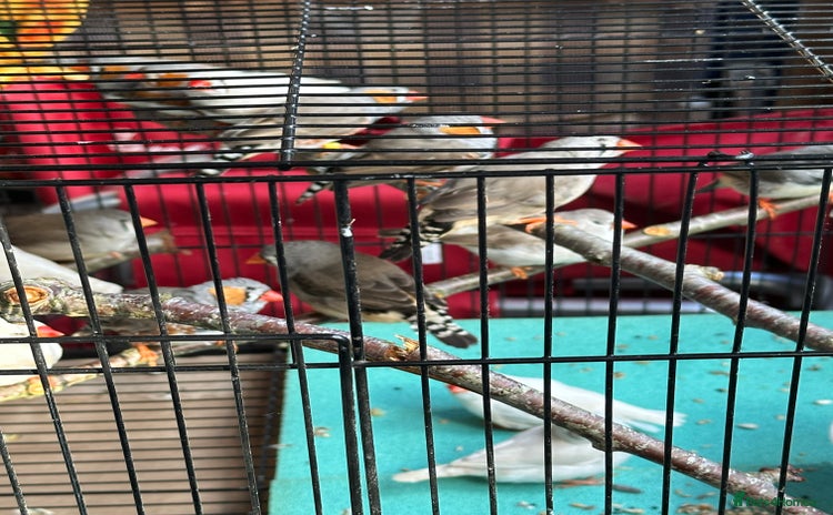 Finches birds - Advert 1