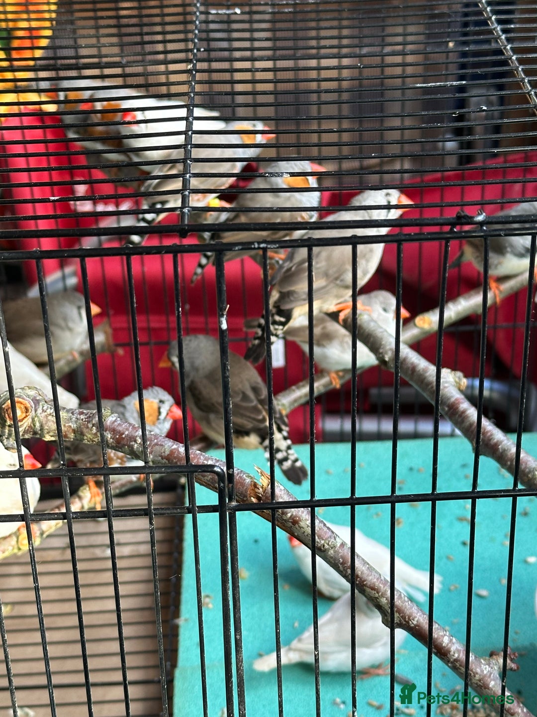 Finches birds for sale: Zebra Finches- born 2025 - Image 1