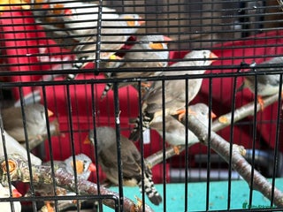 Finches birds - Advert 6