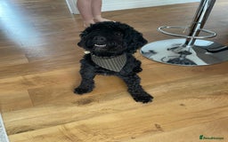 Sproodle dogs for sale: Beautiful Male Sproodle - Image 6