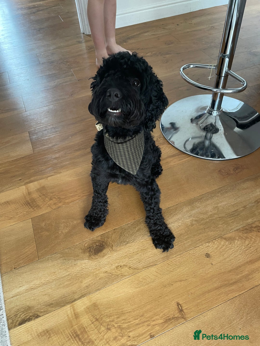 Sproodle dogs for sale: Beautiful Male Sproodle - Image 6
