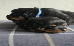 Rottweiler dogs for sale: Rottweiler puppies - Image 16