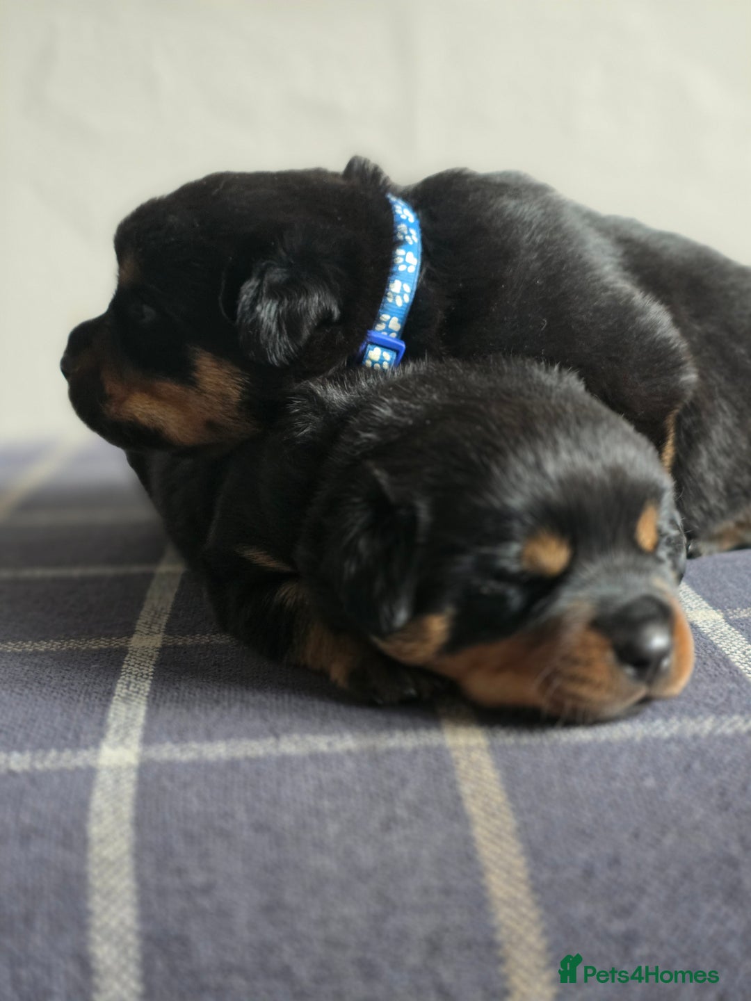 Rottweiler dogs for sale: Rottweiler puppies - Image 16