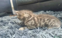 Bengal cats for sale: 🤩RARE BLUE BENGAL🤩SNOW LYNX🤩 BROWN🤩 - Image 11