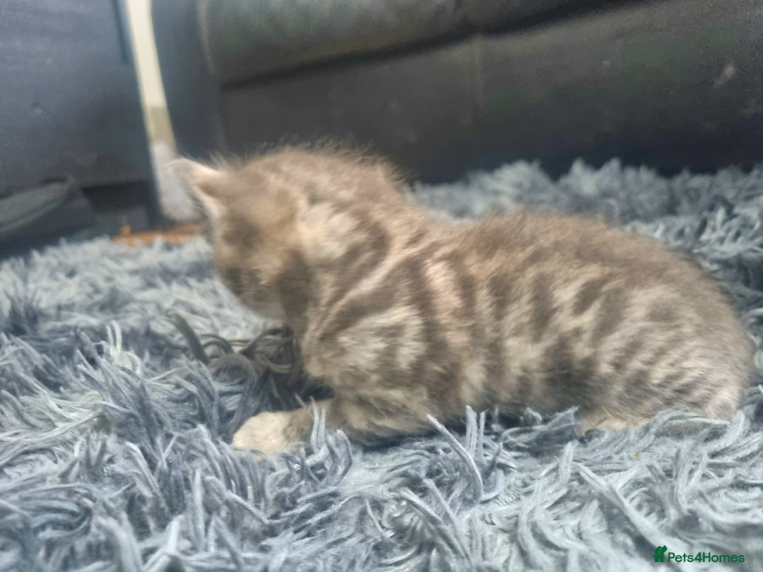 Bengal cats for sale: 🤩RARE BLUE BENGAL🤩SNOW LYNX🤩 BROWN🤩 - Image 11