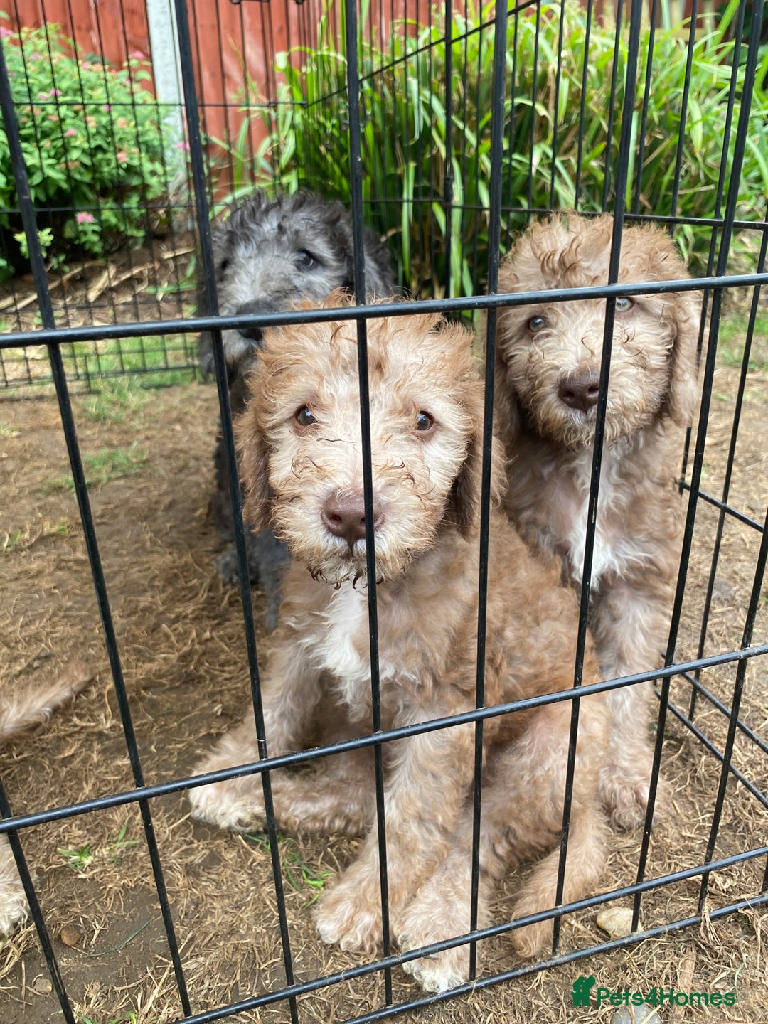 Bedlington Terrier dogs for sale: Bedlington Terrier puppies for sale in Hertford - Image 20