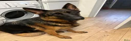 German Shepherd dogs for sale: Gorgeous German shepherd puppies  - Advert 4