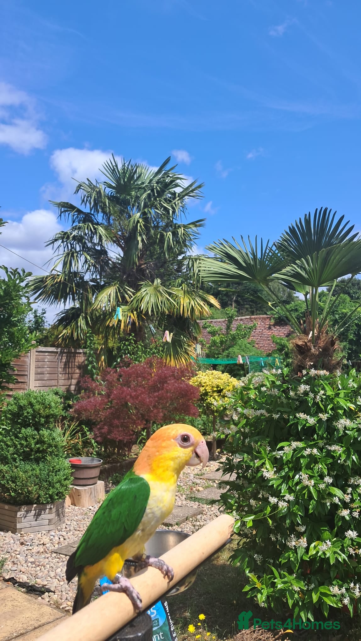 Parrots birds Silly Tame, Young, Male Yellow Thighed Caique - Advert 1