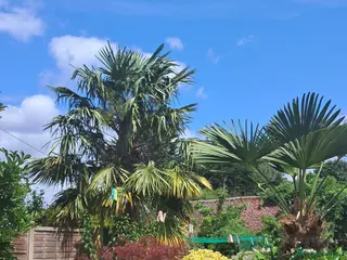 Parrots birds Silly Tame, Young, Male Yellow Thighed Caique - Advert 1