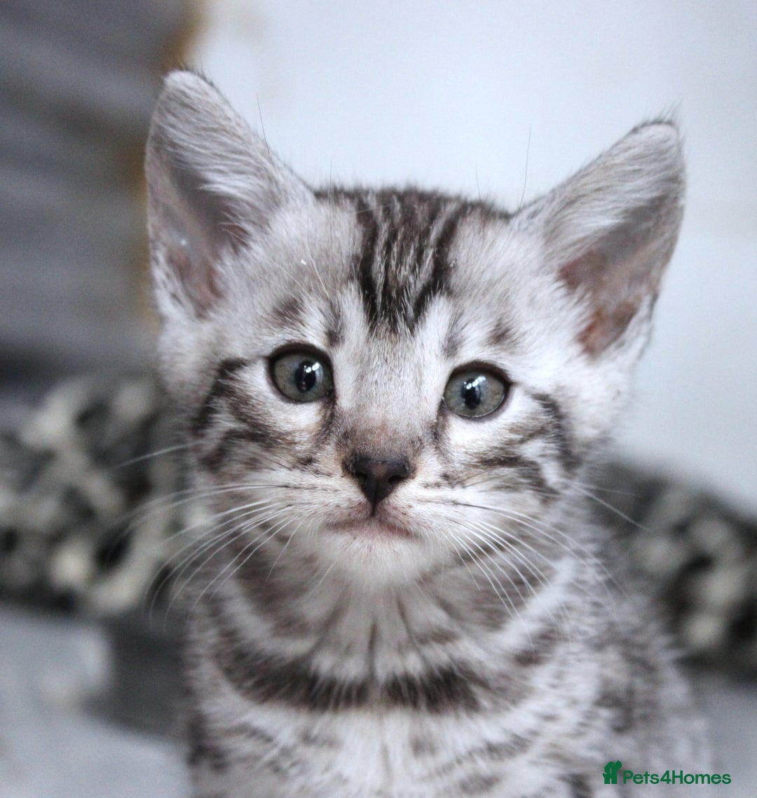 Bengal cats for sale: 2 CUTE SILVER FEMALE BENGAL KITTENS (TICA REG) - Image 15
