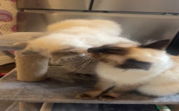 Ragdoll cats for sale: Beautiful kitten  - Advert 2