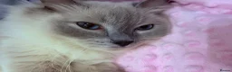 Ragdoll cats for sale: Beautiful Ragdoll type kittens HCM and PKD clear - Advert 9