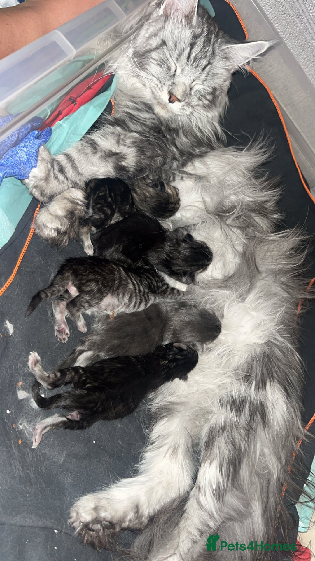Maine Coon cats for sale: Maine coon cross  - Image 2