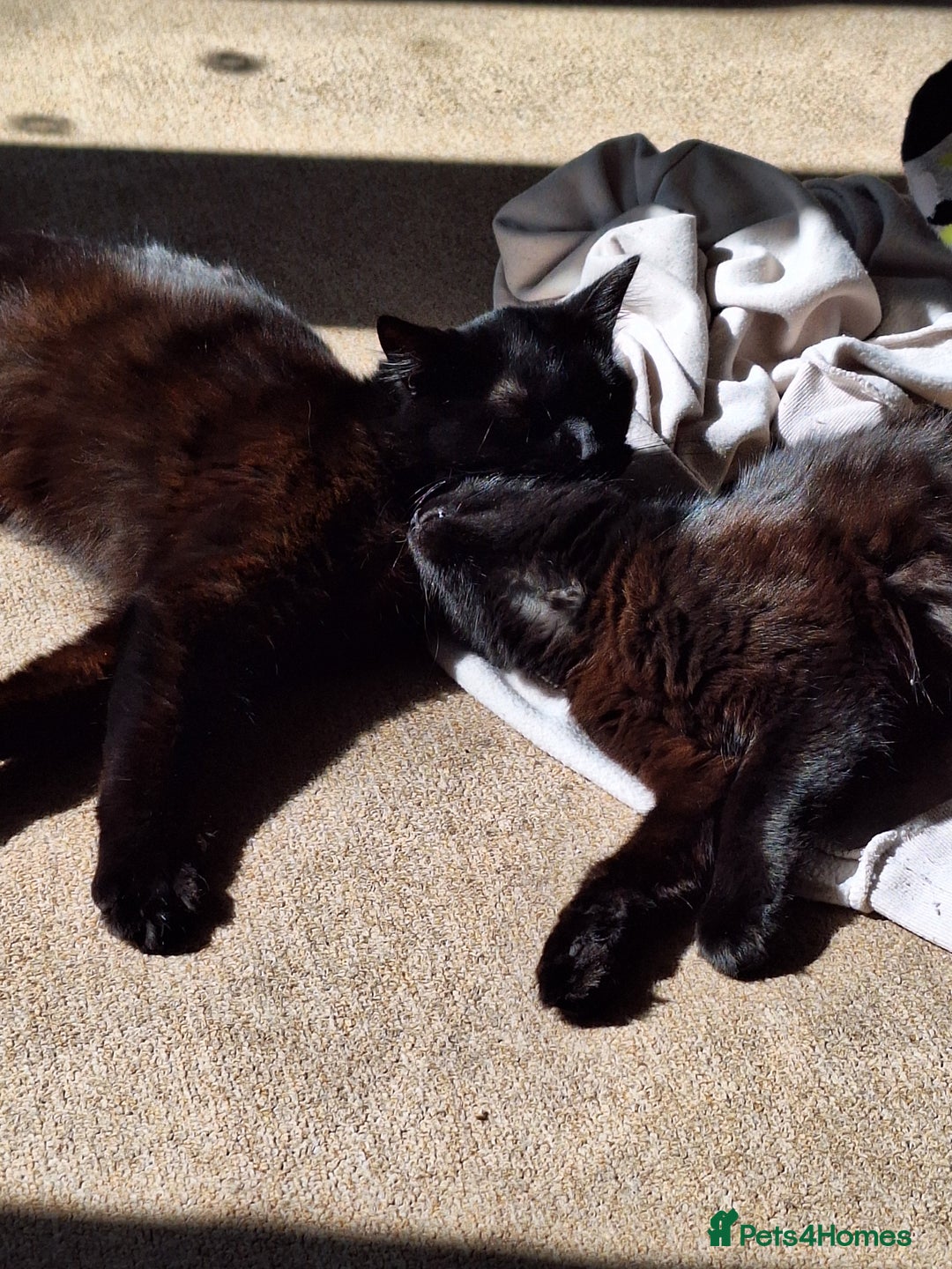 Mixed Breed cats for sale: One male and one female cat - Image 3