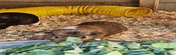 Guinea Pig rodents for sale: 5 male guinea pigs  - Advert 9