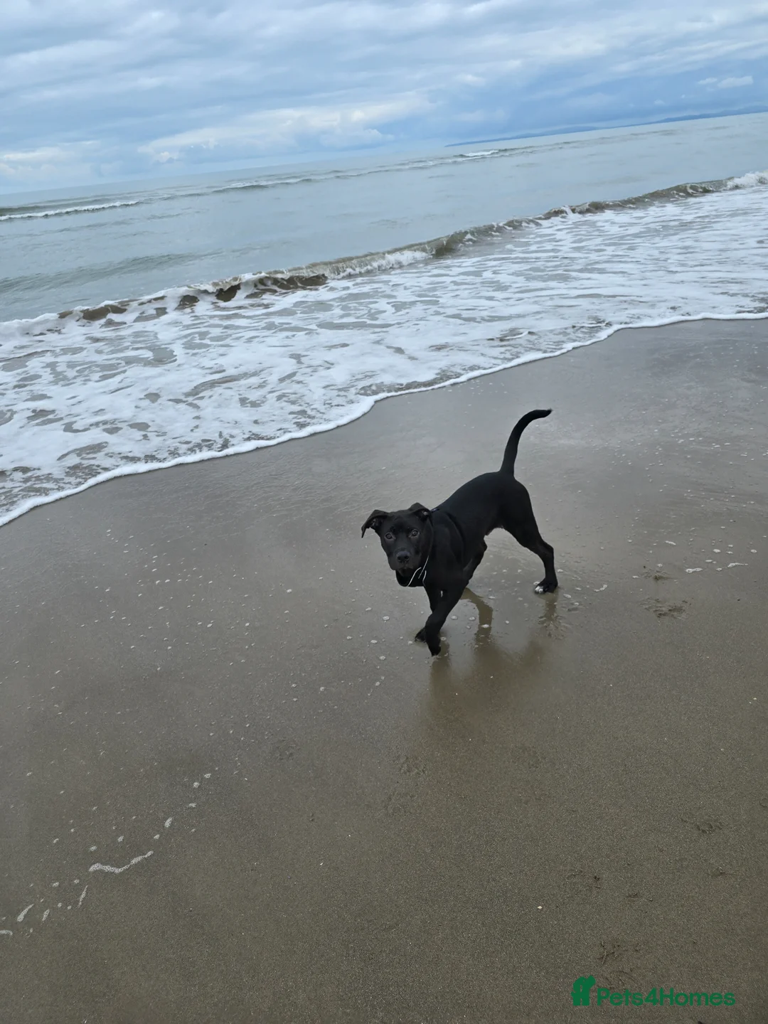 Mixed Breed dogs for sale: Loving dog for rehome in Telford - Advert 2