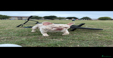 French Bulldog dogs - Advert 3