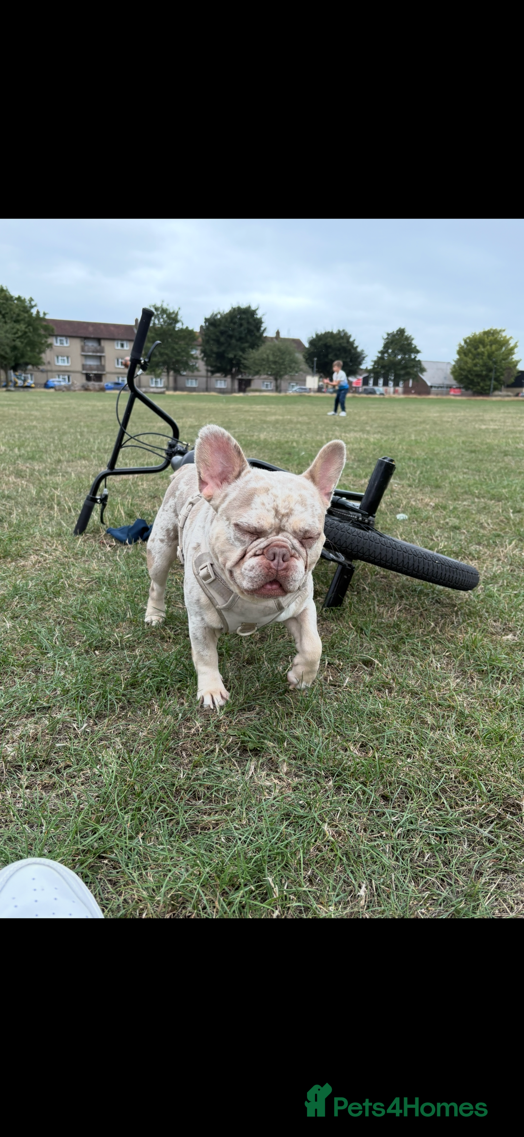 French Bulldog dogs for stud: STUD. New shade Isabella merle.  - Image 3
