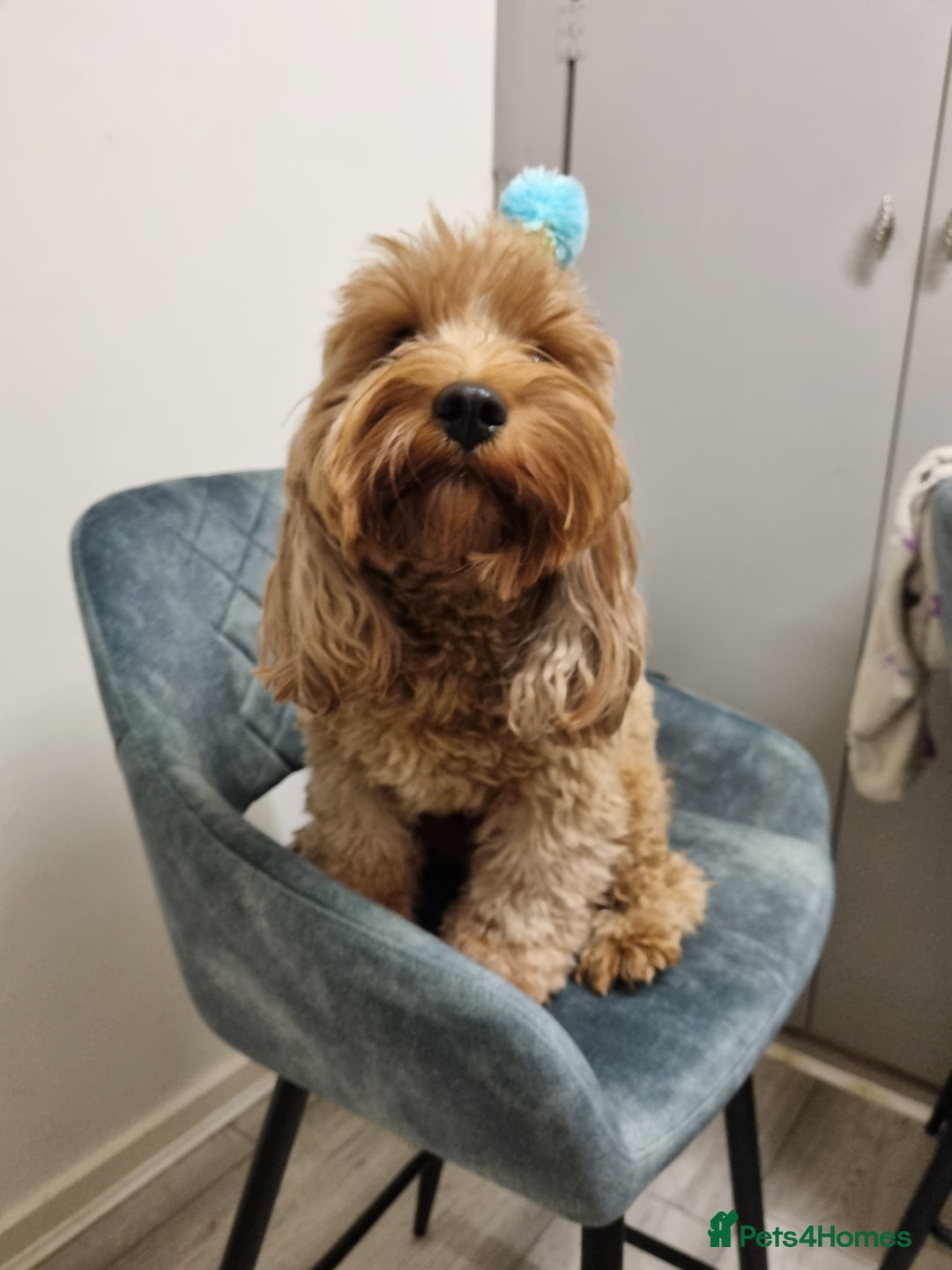 Cavapoo dogs for sale: Male F1 cavapoo almost 4 years old - Image 2