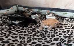 Bengal cats for sale: Beautifull kittens for sale - Image 8