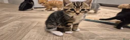 Mixed Breed cats for sale: 6 lovely kittens - Advert 5