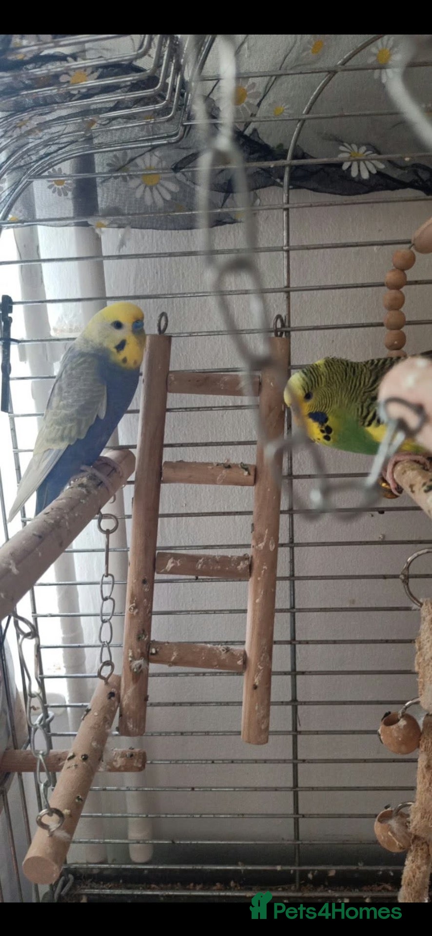 Budgerigars birds Parrots - Advert 17