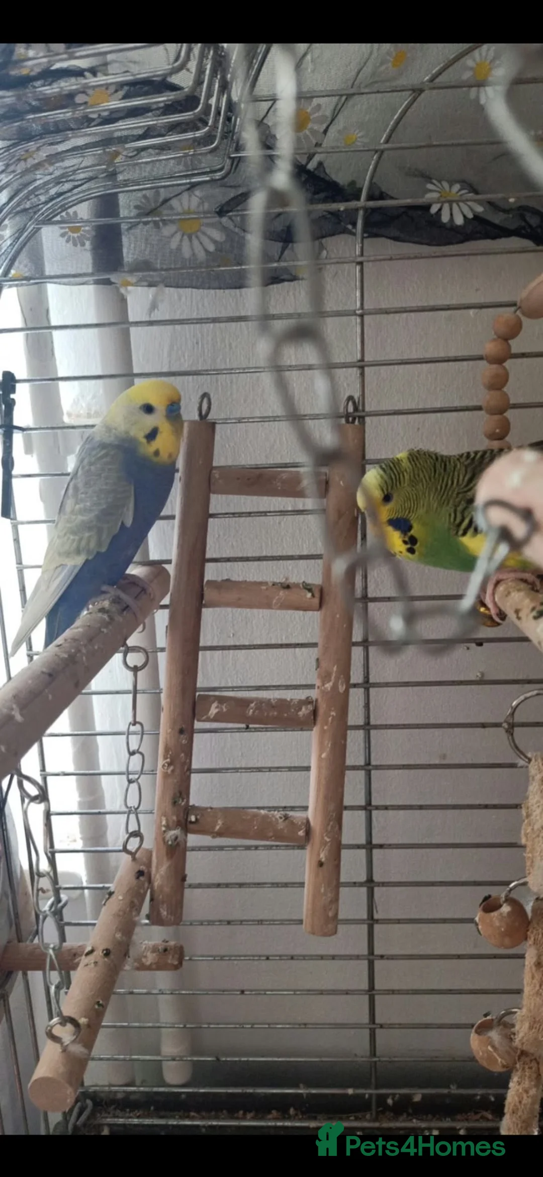 Budgerigars birds for sale: Parrots in Wisbech - Advert 1