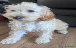 Poodle dogs for sale: ⭐ READY⭐ Reduced Adorable poodles puppies  in Margate - Image 27
