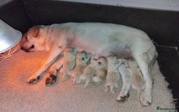 Labrador Retriever dogs for sale: Beautiful heavy chunky puppies  - Image 2
