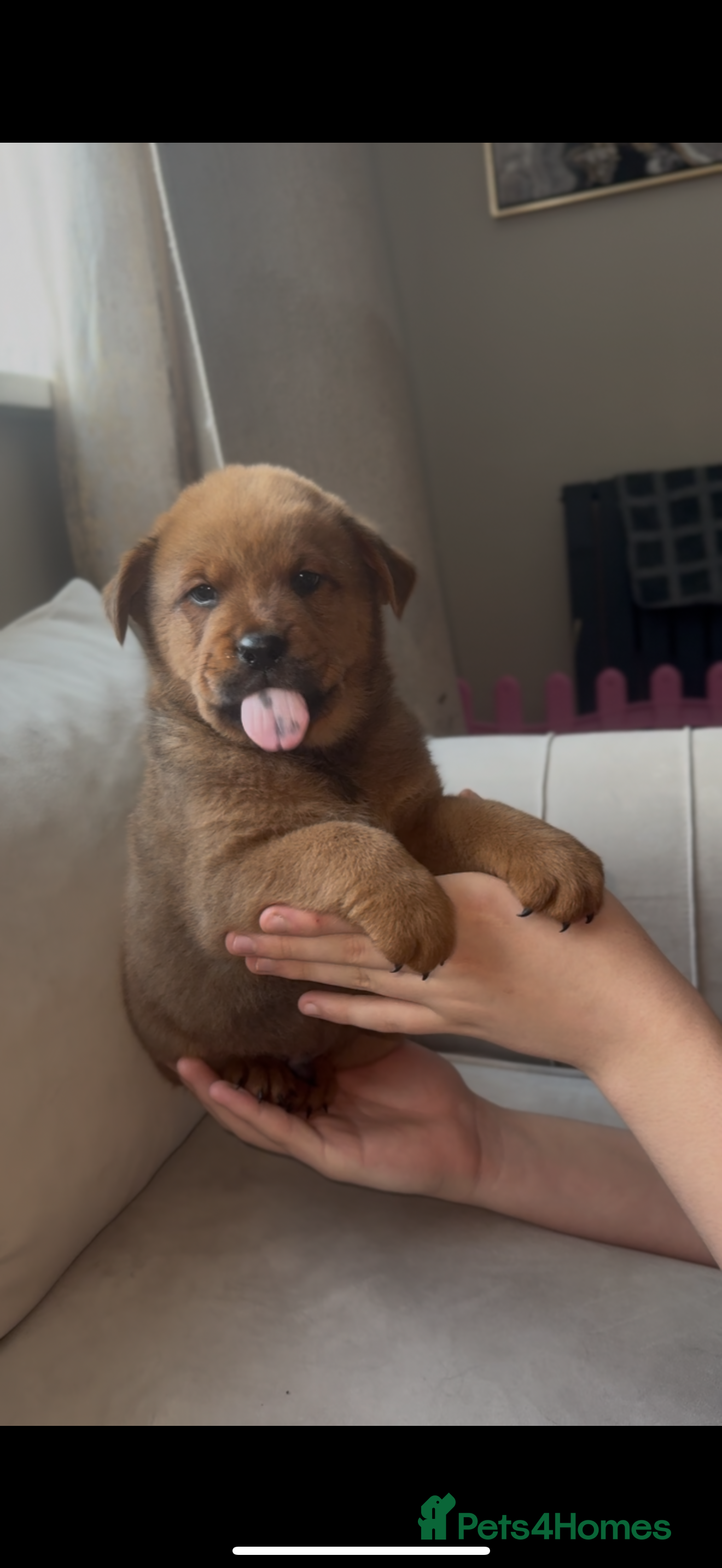 Mixed Breed dogs Chow chow x Rottweiler puppies  - Advert 1