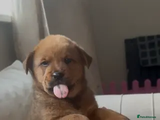Mixed Breed dogs Chow chow x Rottweiler puppies - Advert 1
