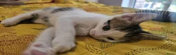 Mixed Breed cats for sale: Gorgeous kittens looking for forever home - Advert 7