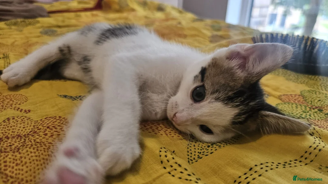 Mixed Breed cats for sale: Gorgeous kittens looking for forever home - Advert 7