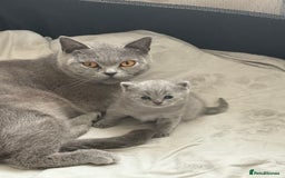 British Shorthair cats for sale: Adorable, Sweet, and Playful    - Image 7