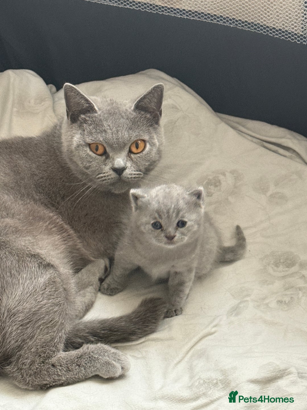 British Shorthair cats for sale: Adorable, Sweet, and Playful    - Image 7