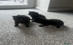 British Shorthair cats for sale: Three black kittens for sale  - Image 1