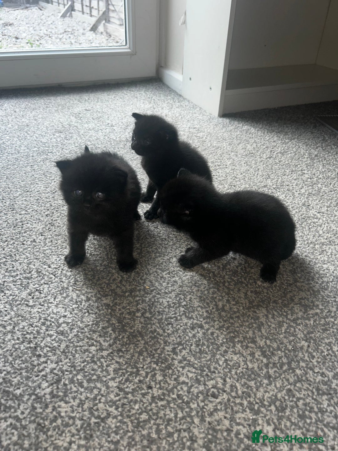 British Shorthair cats for sale: Three black kittens for sale  - Image 1
