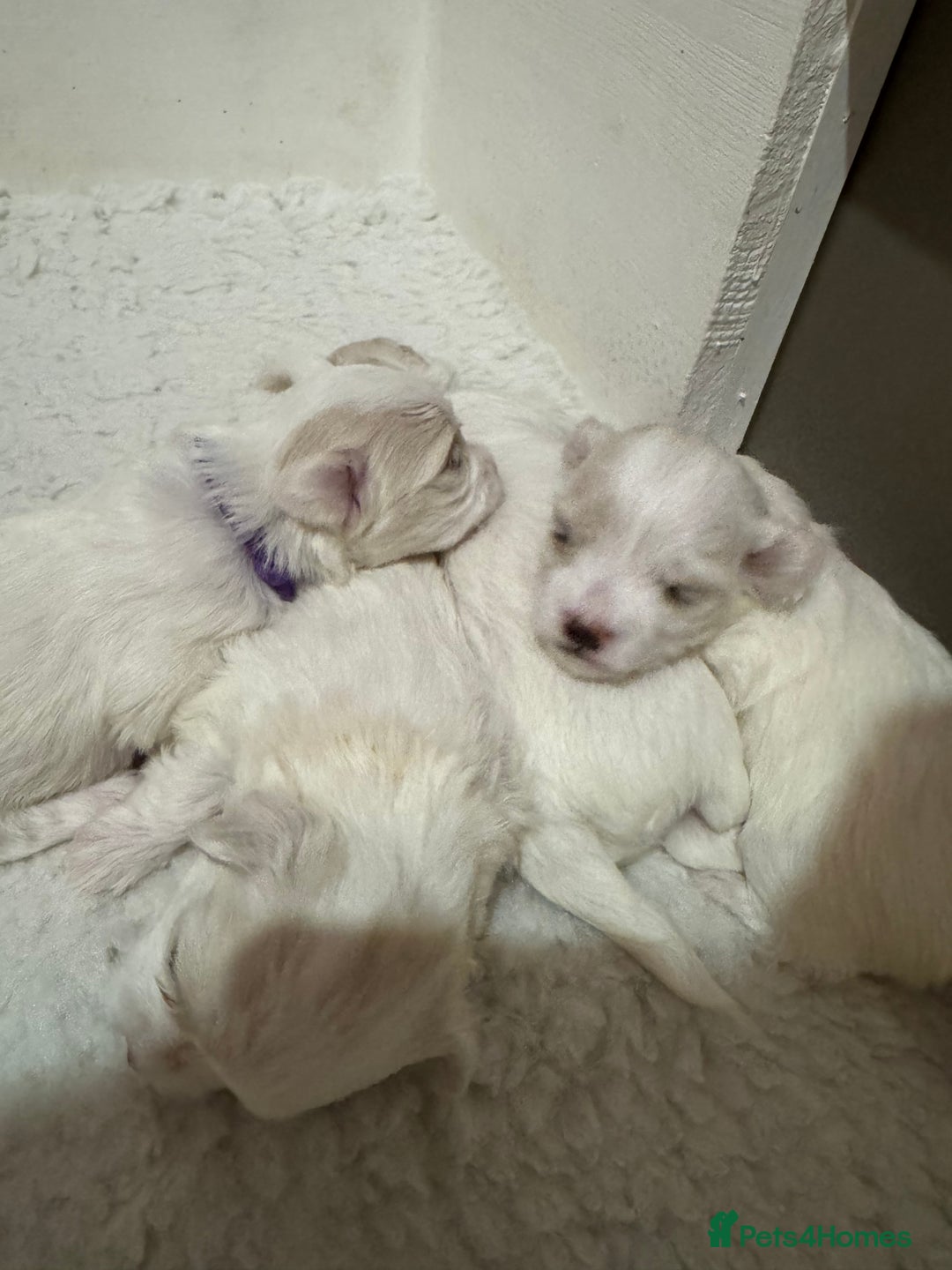 Maltese dogs for sale: 5 Generation KC registered Maltese - Image 9