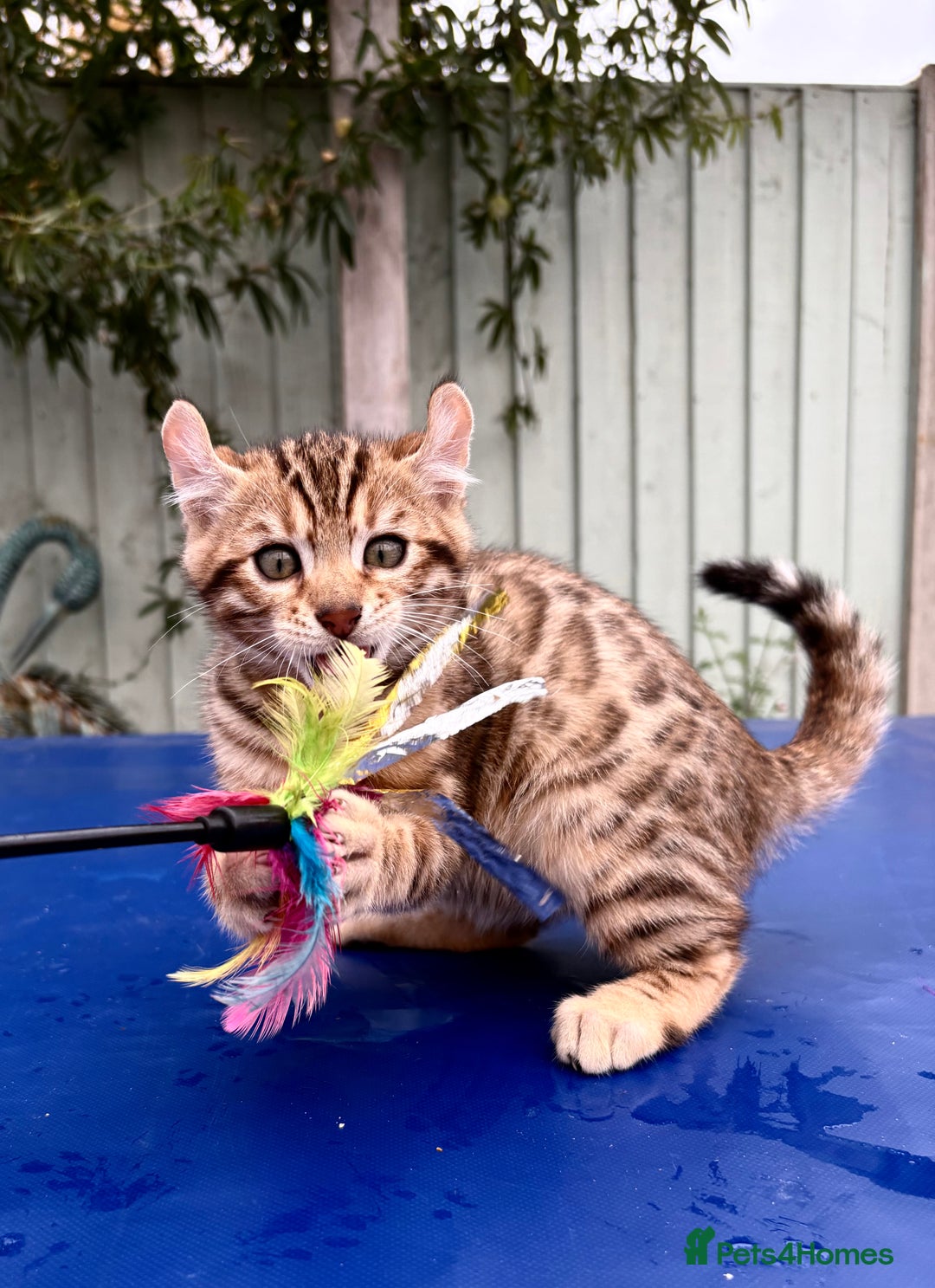 Keetso cats for sale: Rare curled eared rosetted keetso male  - Advert 2