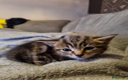 Mixed Breed cats for sale: Beautiful grey/tabby female kittens  - Advert 4