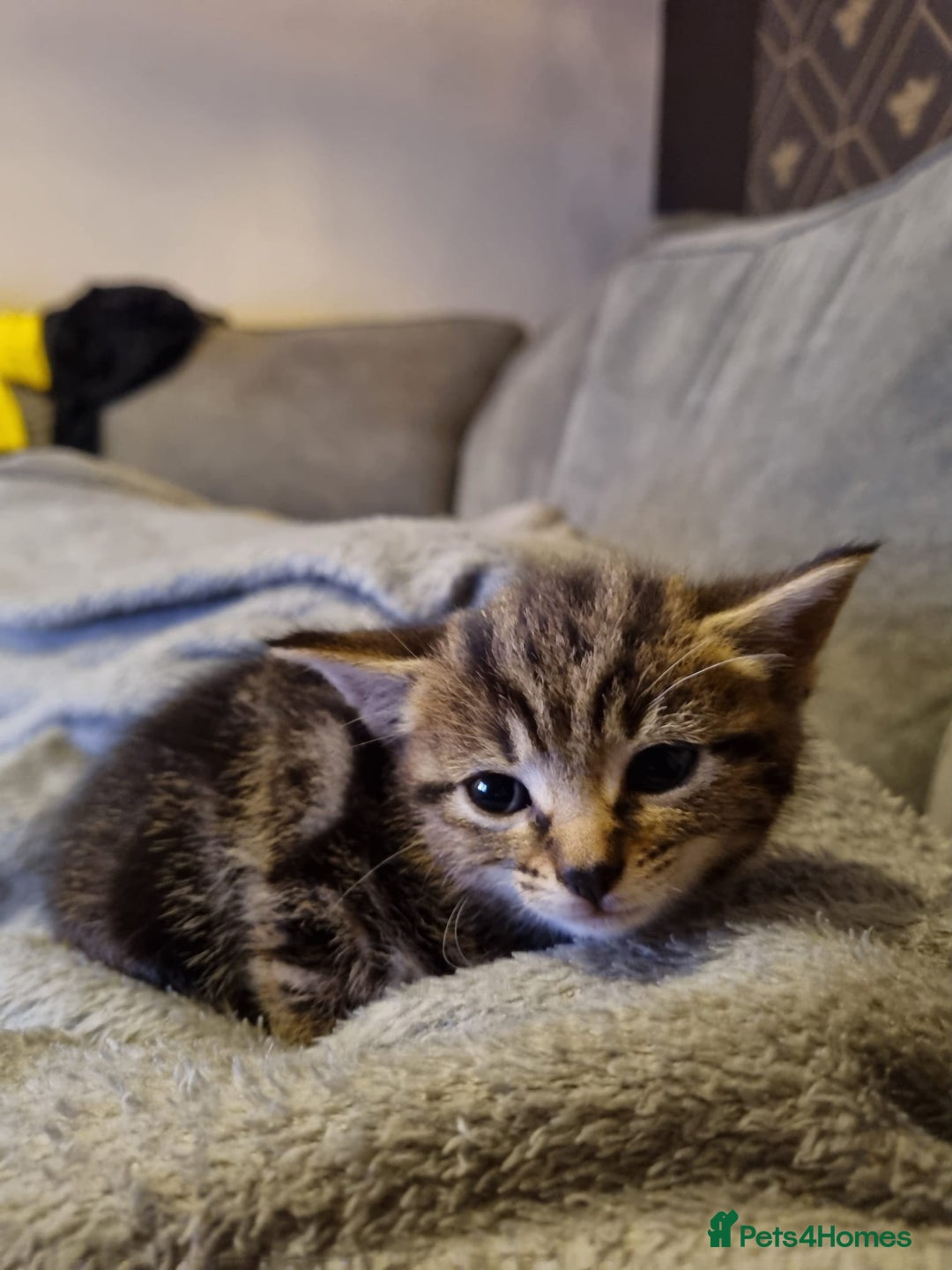 Mixed Breed cats for sale: Beautiful grey/tabby female kittens  - Advert 4